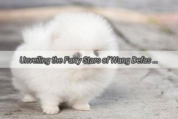 Unveiling the Furry Stars of Wang Defas Life A Heartwarming Tale of Cats and Dogs